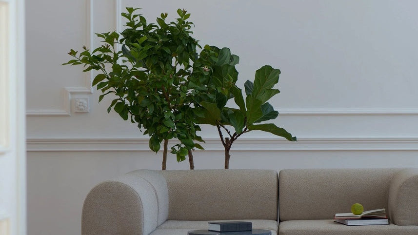 Modulares Tori Sofa von Tamo mit kubischer Form und weicher Polsterung