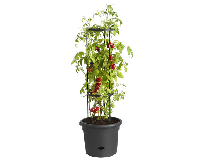 Tomatentopf ø 34 cm in  präsentiert im Onlineshop von KAQTU Design AG. Pflanzentopf Outdoor ist von ELHO