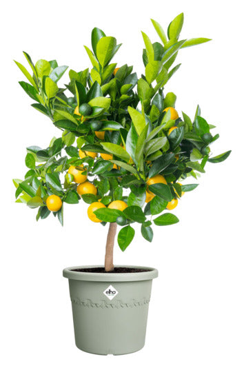 Entdecken Sie den ELHO Topf Algarve cilindro ø 30 cm in thymian grün – der umweltfreundliche Blumentopf mit Rädern für Ihre Terrasse!