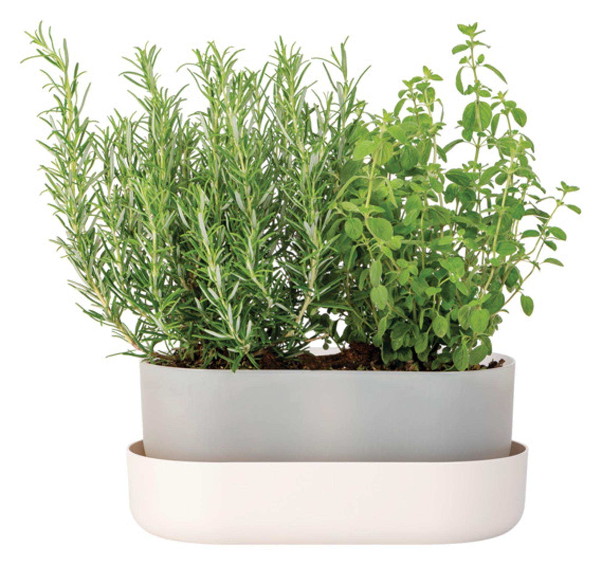 PLASTIA Blumenkasten mit Untersetzer Tolita elfenbein 31 cm in präsentiert im Onlineshop von KAQTU Design AG. Pflanzentopf Outdoor ist von PLASTIA