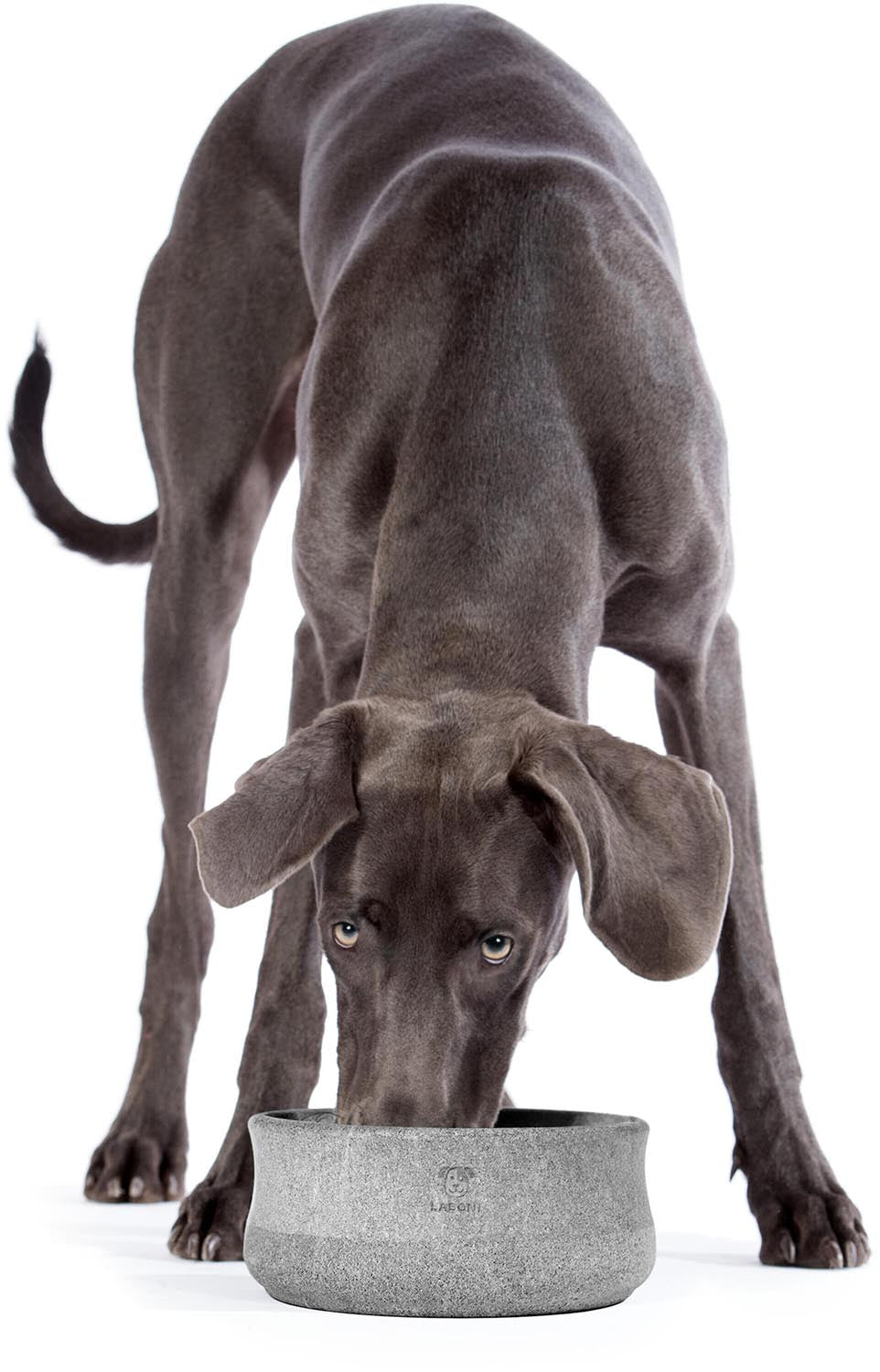 Entdecken Sie den LABONI Rocky Napf (1.5 l) aus robustem Speckstein. Rutschfest, stilvoll und hygienisch – perfekt für Ihren Hund!