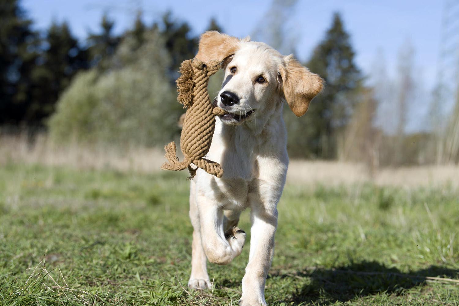 Erleben Sie mit dem LABONI Spielzeug Franz Pferdinand aus hochwertiger Baumwolle stundenlangen Spielspaß für Ihren Hund – robust, weich und umweltfreundlich!
