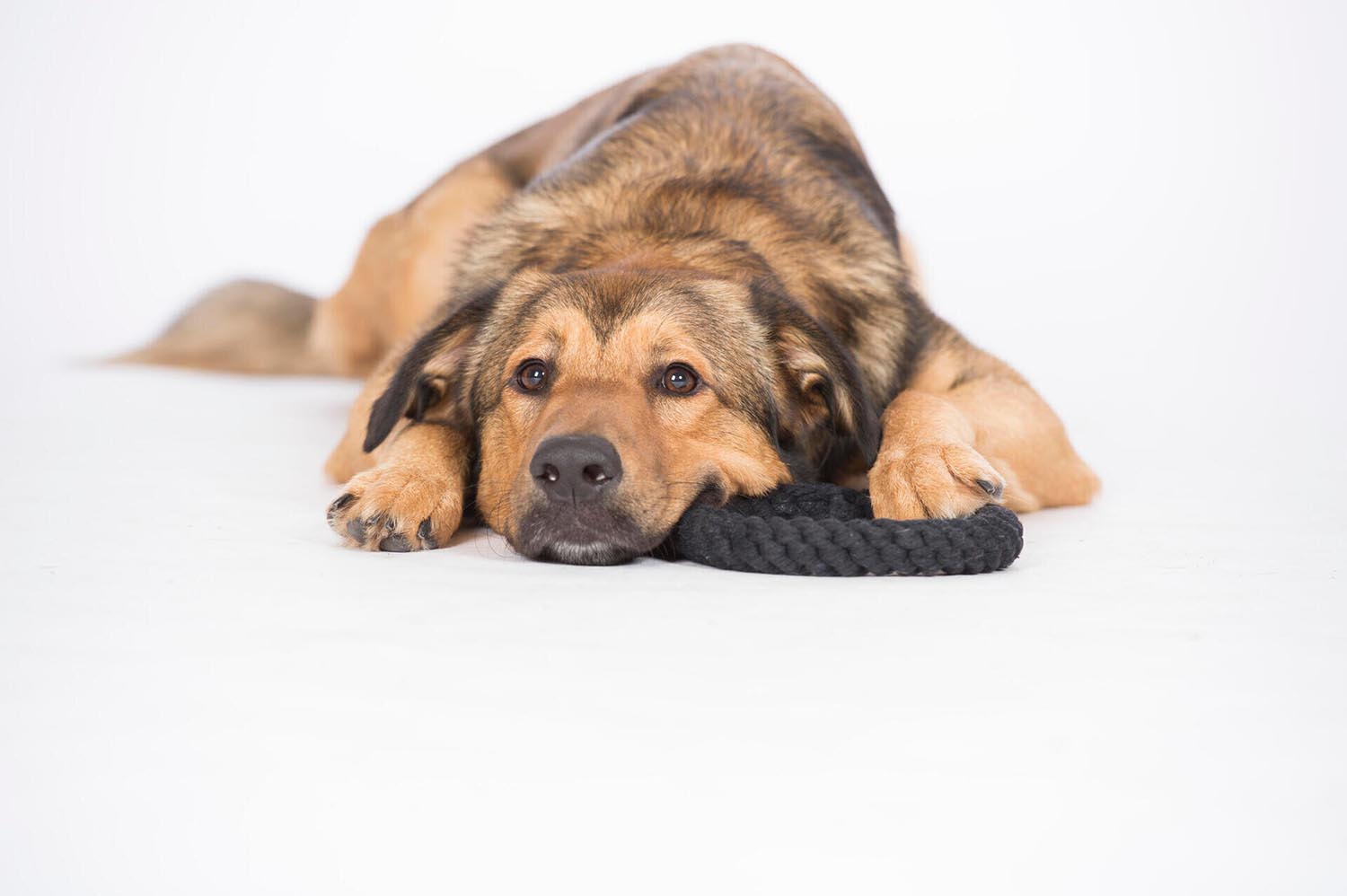 Der LABONI Ringo Ring ist ein vielseitiges Hundespielzeug aus natürlicher Baumwolle, ideal für aktives Spielen und gesunde Zähne!