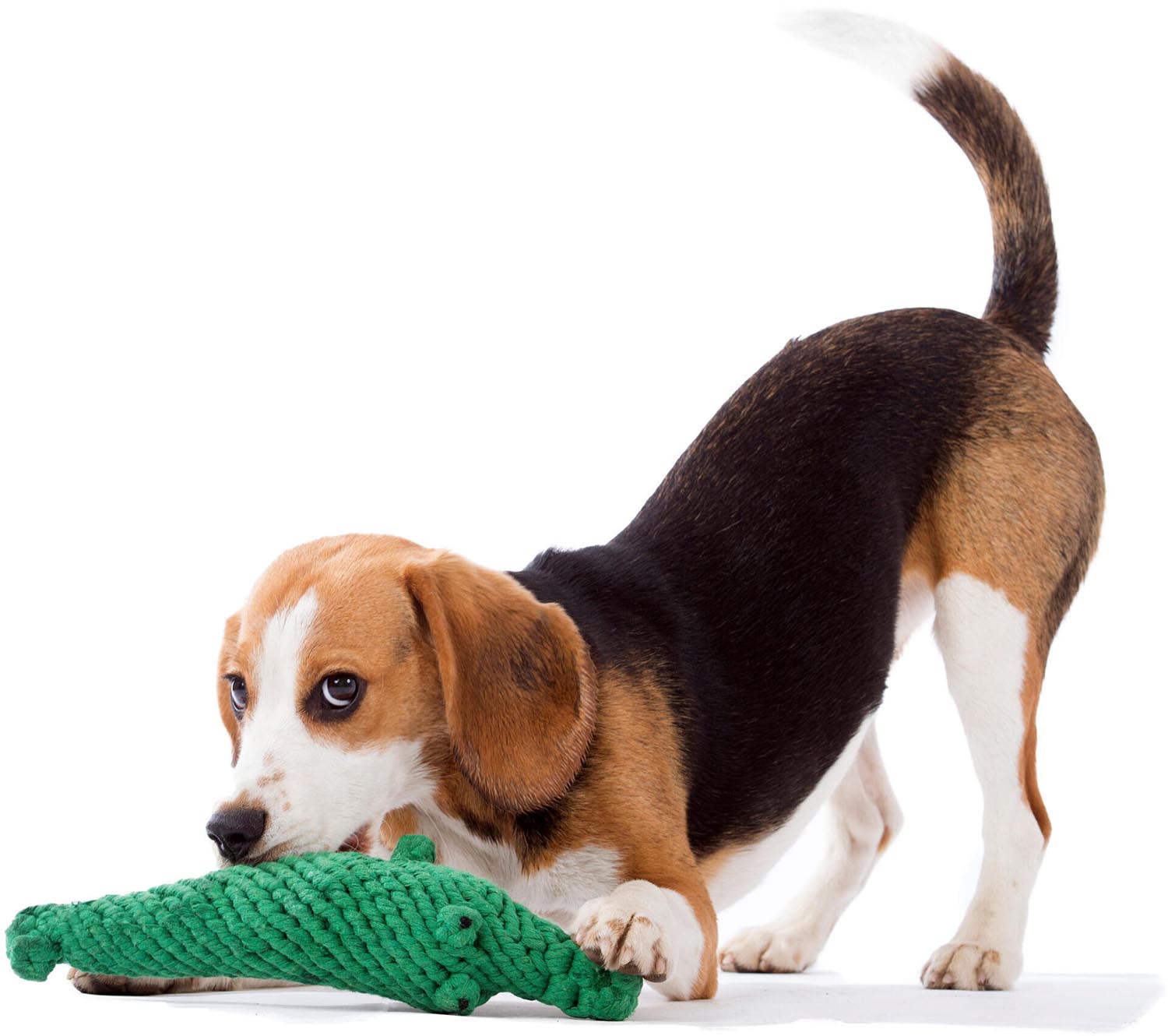 Das LABONI Kalli Krokodil ist ein langlebiges Hundespielzeug aus 100% natürlicher Baumwolle. Perfekt für Kauen, Apportieren und Zahngesundheit!