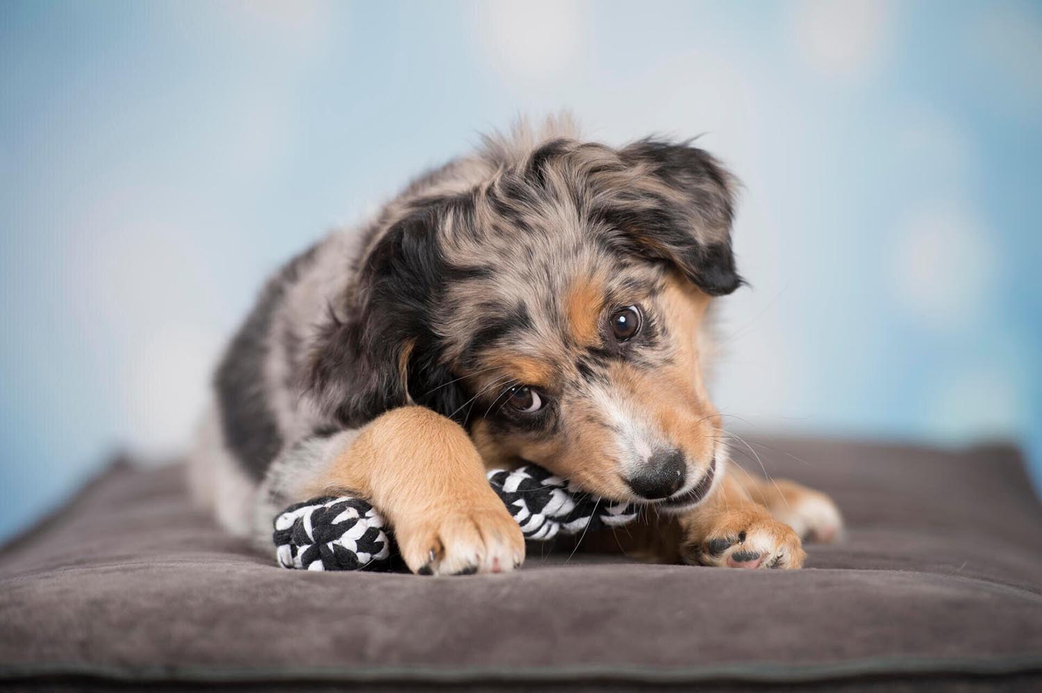 Das LABONI Bonnie Bone ist ein robustes, sicheres Hundespielzeug aus natürlicher Baumwolle, perfekt für aktive Spiele und zur Stärkung der Bindung!