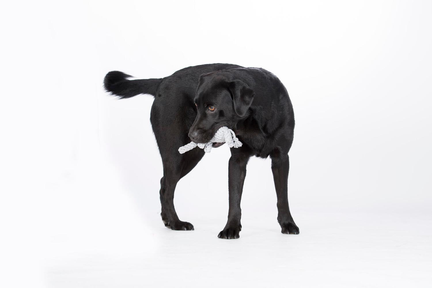 Der LABONI Elton Elefant Jr. ist ein niedliches, langlebiges Spielzeug aus 100% Baumwolle, das für Freude und Aktivität bei Ihrem Hund sorgt!