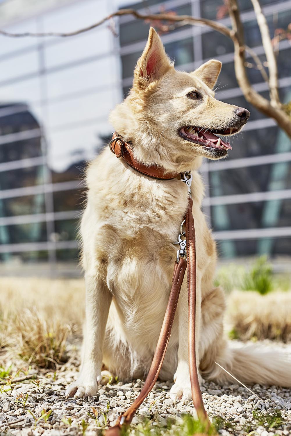 Erleben Sie die LABONI Rundleine Amici Cognac L – eine elegante, langlebige Lederleine, perfekt für aktive Hunde und besondere Anlässe.