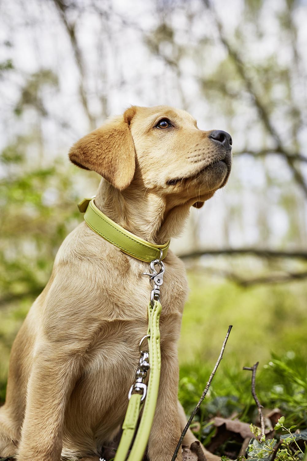 Erleben Sie die LABONI Rundleine Amici Cognac L – eine elegante, robuste Lederleine, die Stil und Funktionalität für jeden Hundebesitzer vereint.