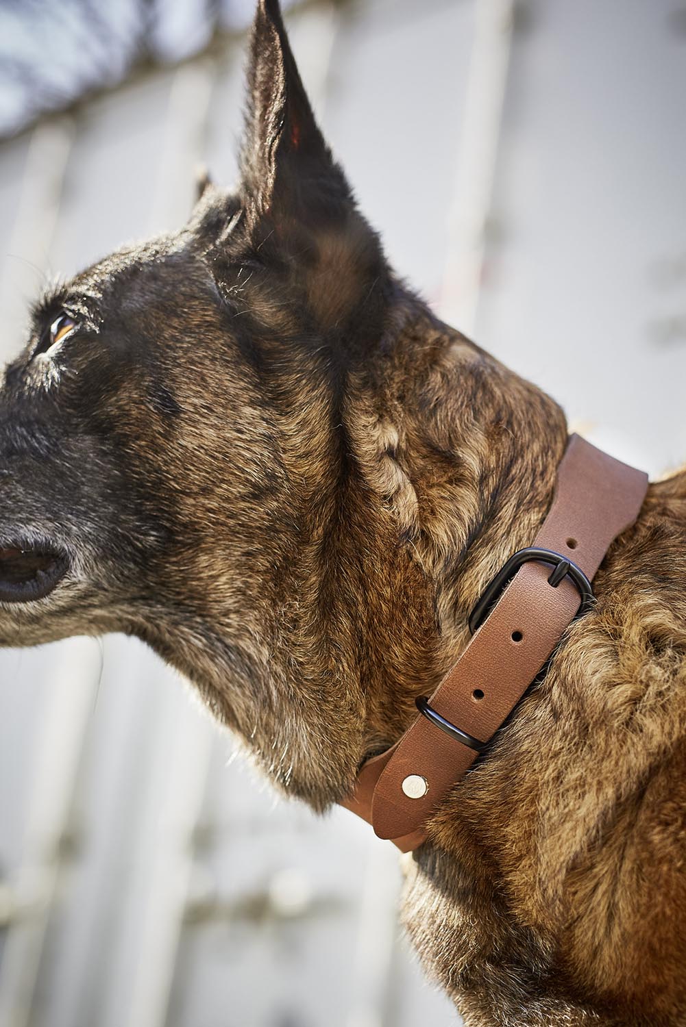 Erleben Sie das LABONI Halsband Giro Mokka L: Hochwertiges Leder, stilvolles Design, langlebig und perfekt für aktive Hunde. Ideal für jeden Anlass!
