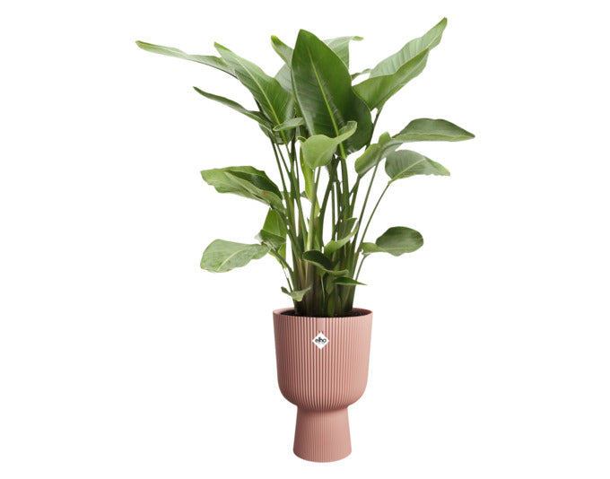 Entdecken Sie den eleganten Vibes Fold Cup ø 30 cm in zartrosa von ELHO – der perfekte Blumentopf für stilvolle Pflanzenpräsentation im Innen- und Außenbereich.