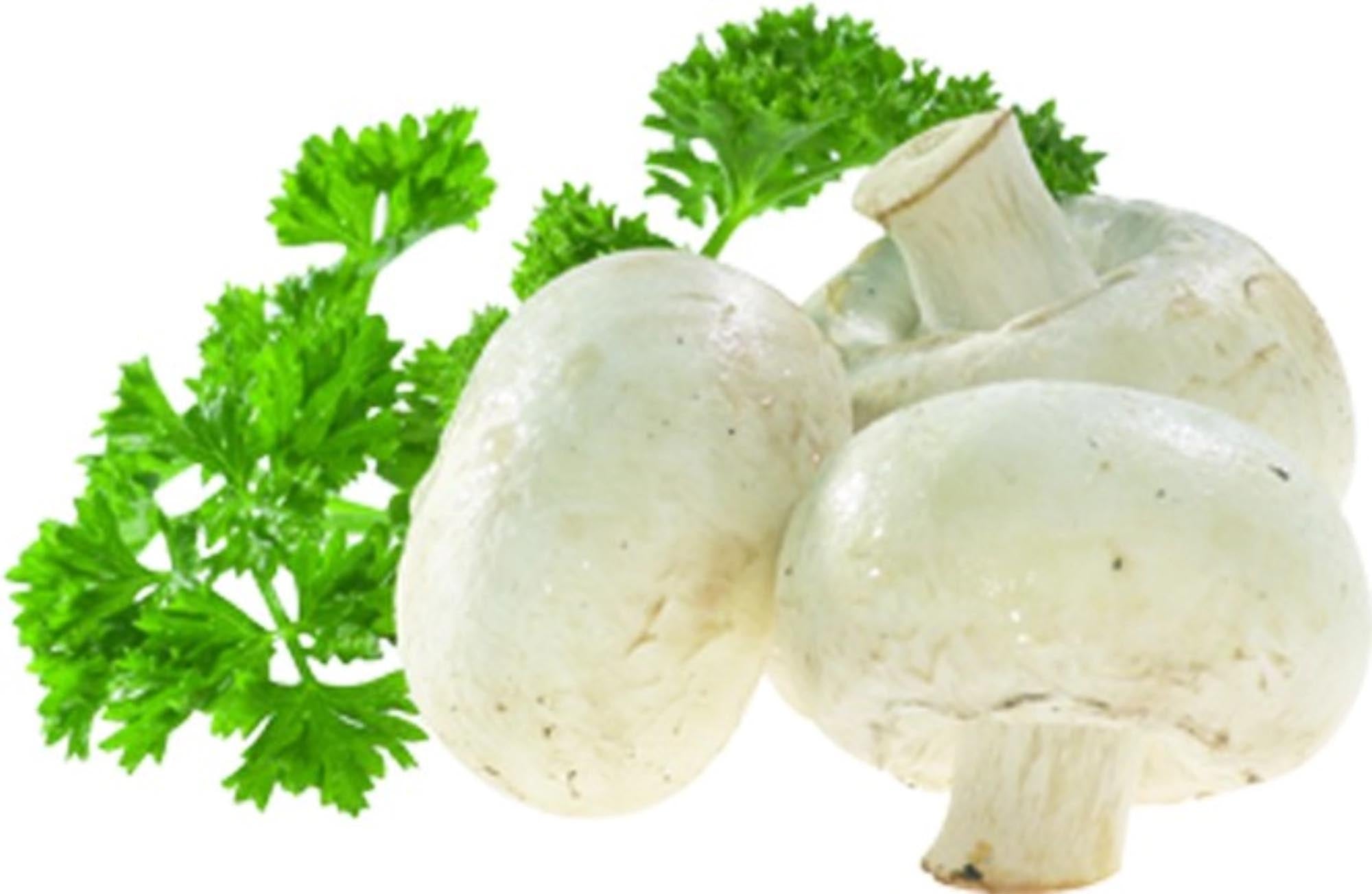 Effiziente Pilz- und Gemüse-Reinigungsbürste Champy von Westmark, 8x6x3cm, perfekt für sanfte Pflege von Pilzen und Gemüse.