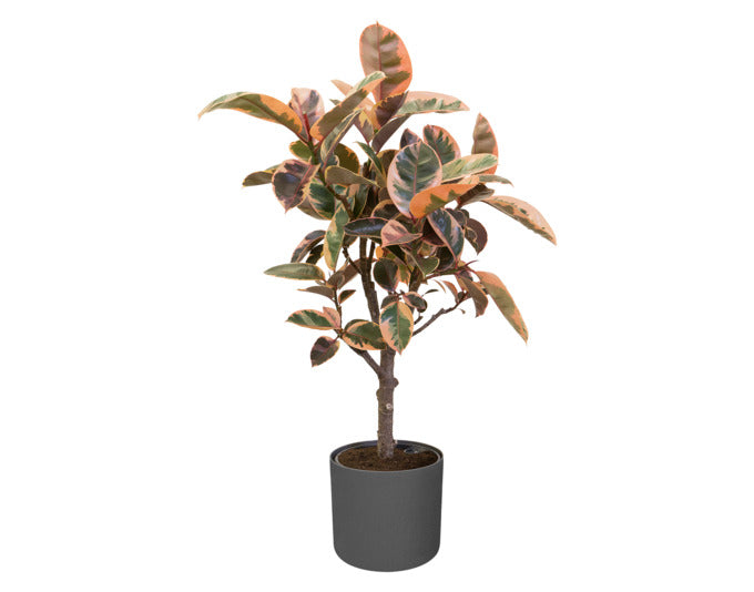 Entdecken Sie den eleganten ELHO Übertopf b.for soft rund 35 cm in Anthrazit – ideal für stilvolle Pflanzenpräsentation in jedem Raum.