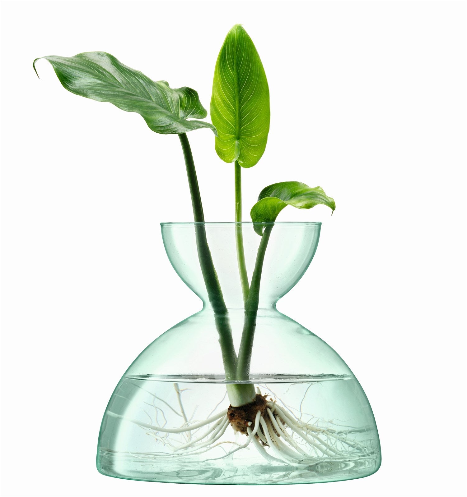 Stilvolle LSA Canopy Vase 9,5 cm aus umweltfreundlichem Glas.