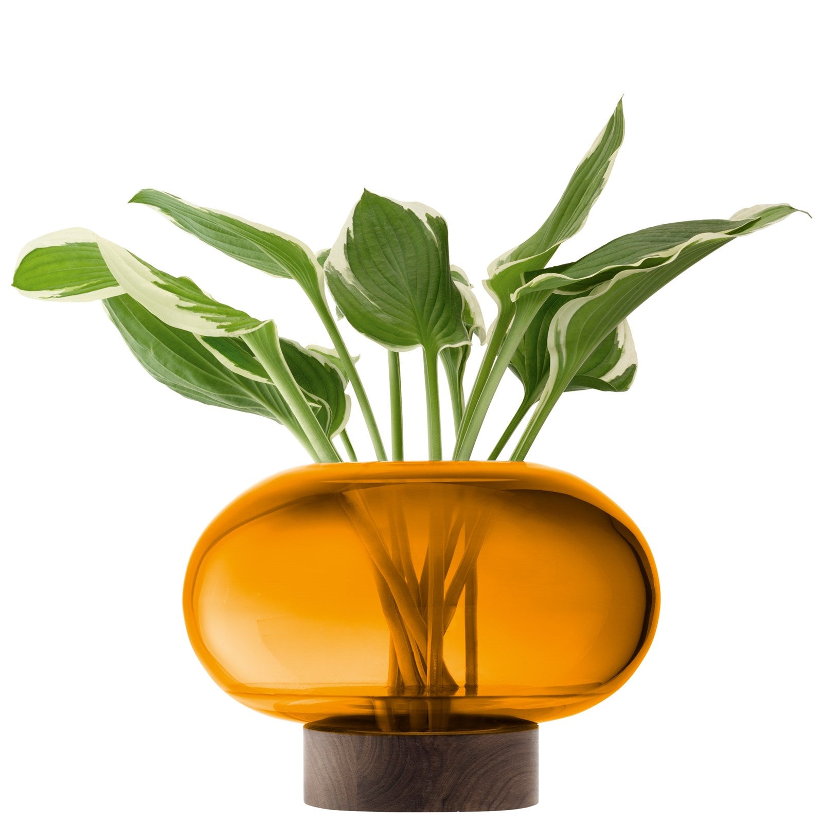 Elegante Oblate Vase Laterne von LSA in Bernstein und Walnuss, Ø28cm, H19.5cm – perfektes Deko-Element für jeden Raum.