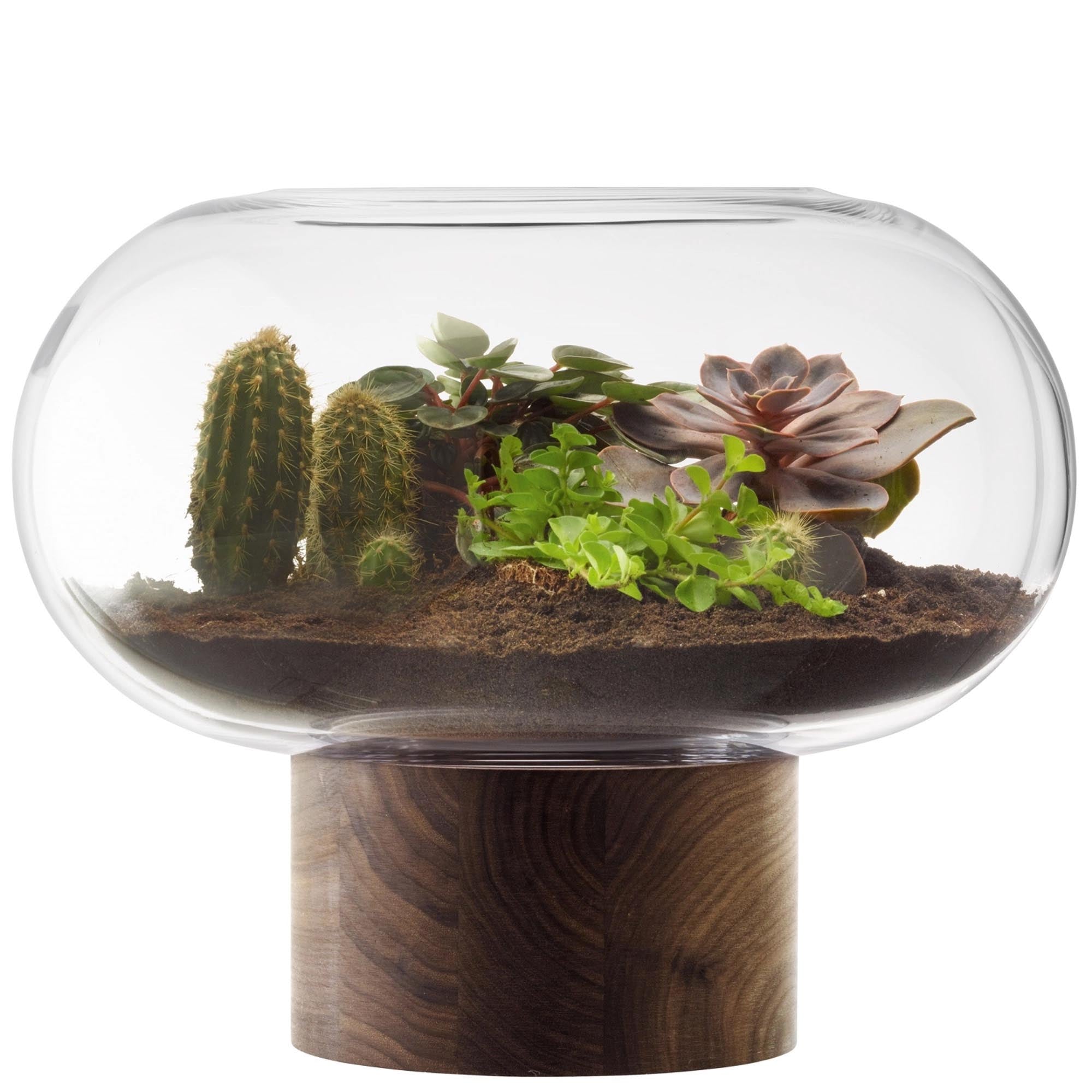 Elegante Oblate Vase Laterne von LSA: Klarglas und Walnussholz vereinen sich für zeitgenössisches Design und natürliche Schönheit.