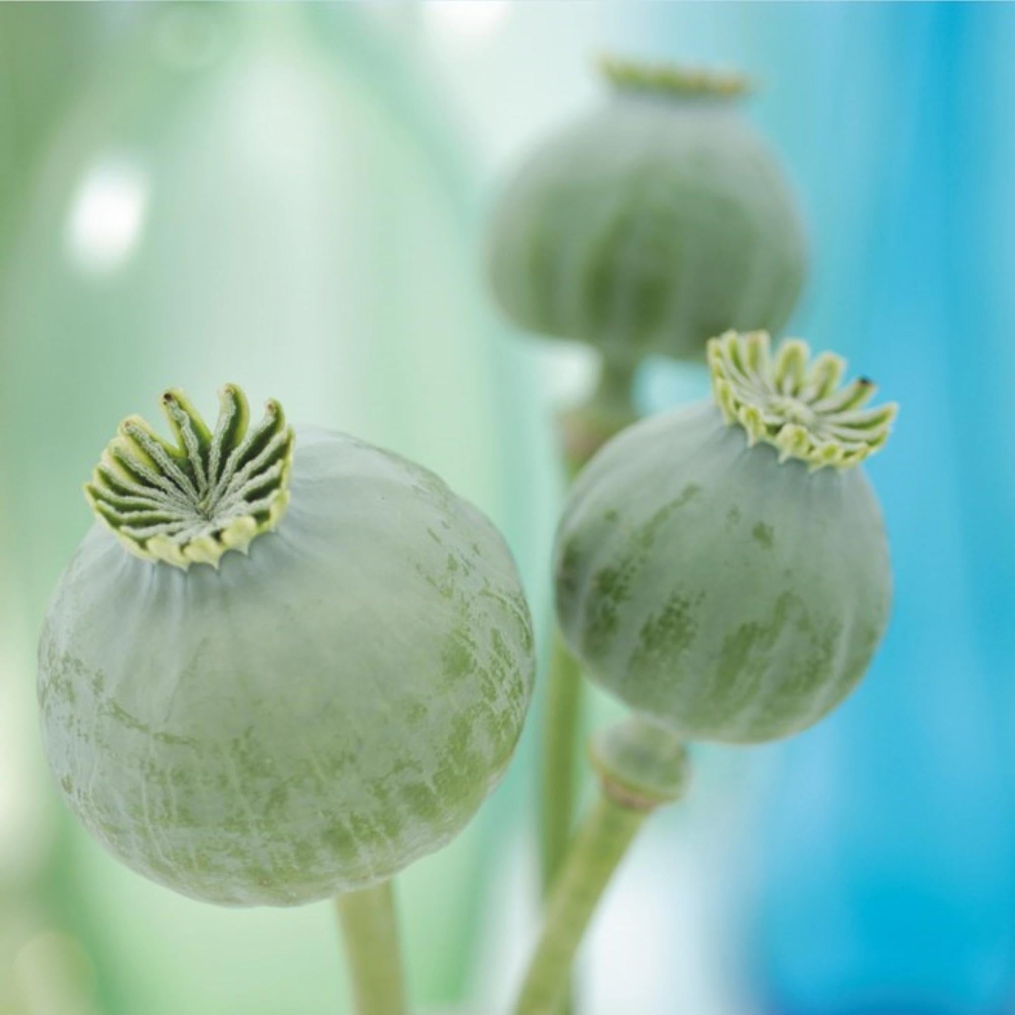 Der Topfuntersetzer Pastel Green 20x20cm von Easy Life schützt Ihre Tischoberflächen stilvoll. Hitzebeständig, kratzfest und leicht zu reinigen.