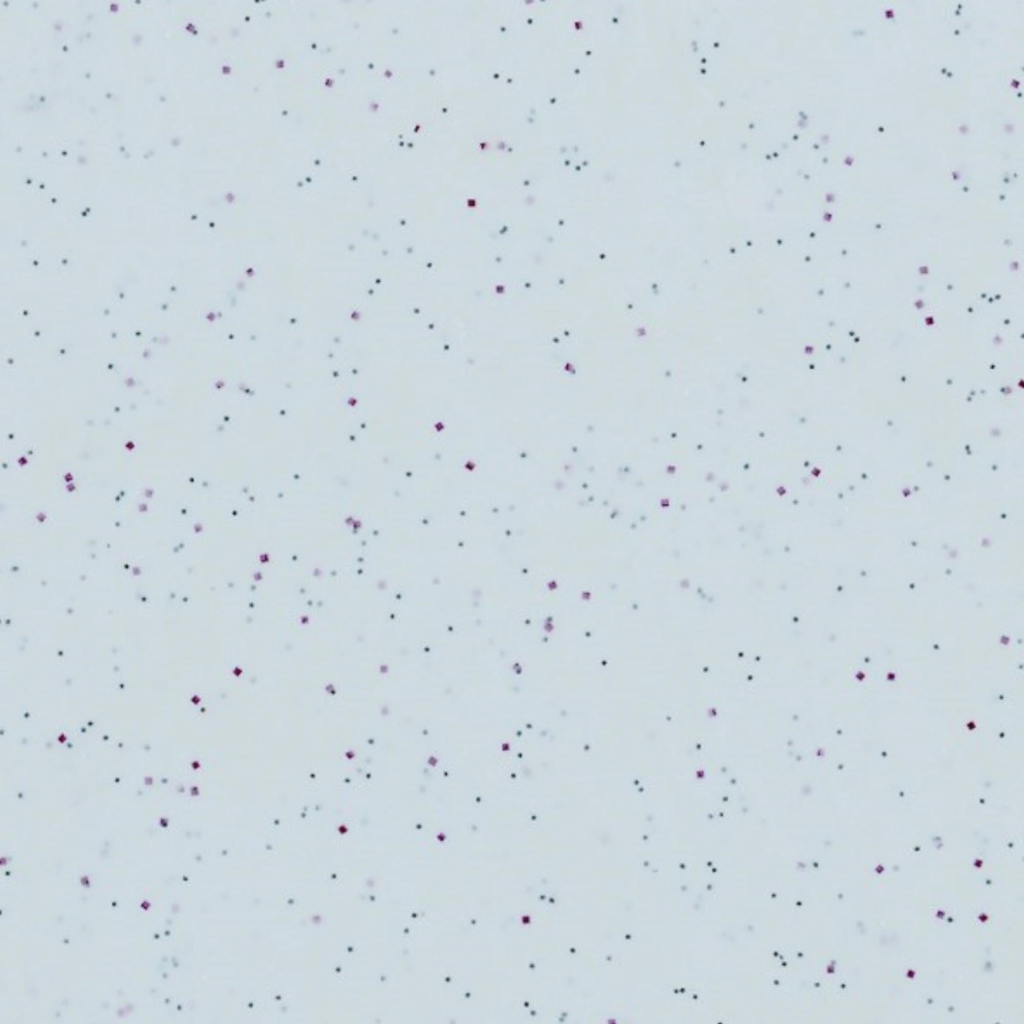 Elegantes Roltex Tablett 37x26.5cm, perfekt für vielseitigen Einsatz.