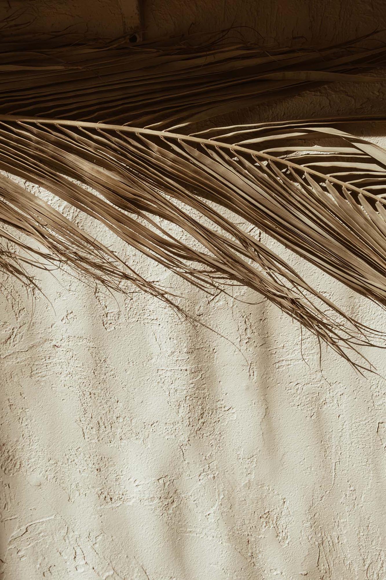 Dessert Poster von Venture Home: Kunstwerk mit Palmenblättern, warmen Beigetönen, hochwertigem Papier, ideal für jeden Raum.