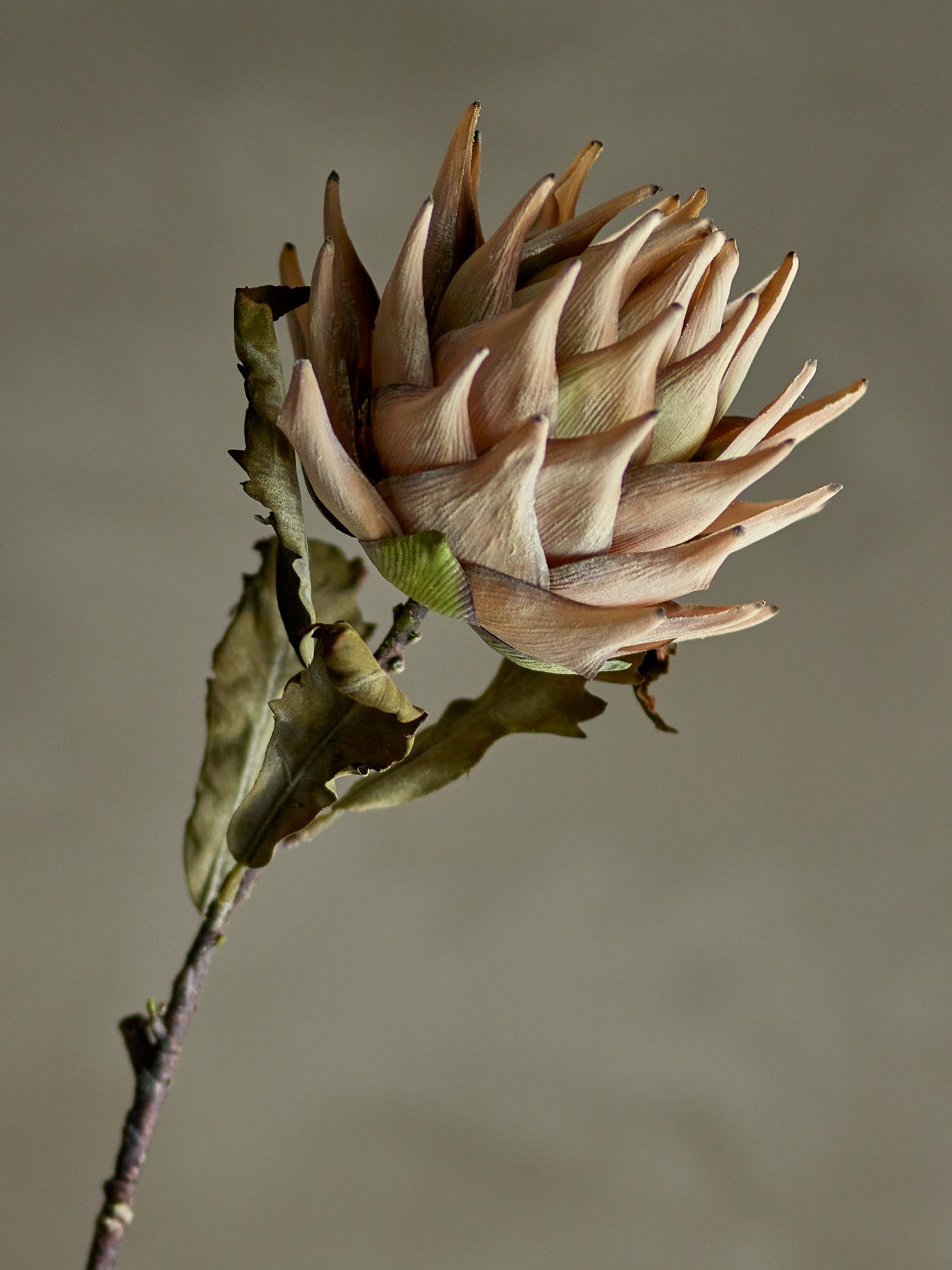 Naturgetreuer Protea-Stiel von Bloomingville, perfekt für elegante Dekorationen und langlebige florale Arrangements.