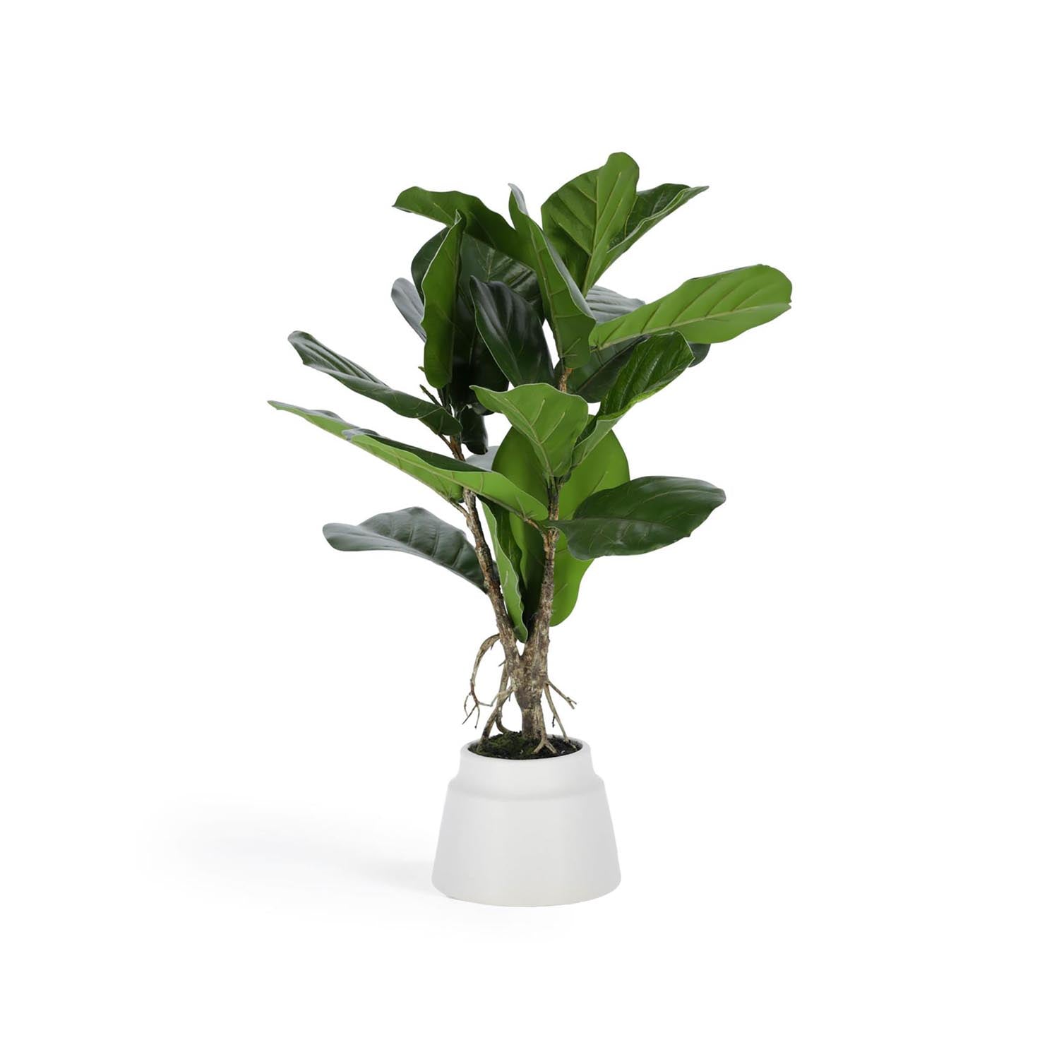 Lyrata Kunstpflanze 60 cm von Kave Home: Pflegeleicht, urbanes Flair, hochwertige Materialien, vielseitige Dekoration.