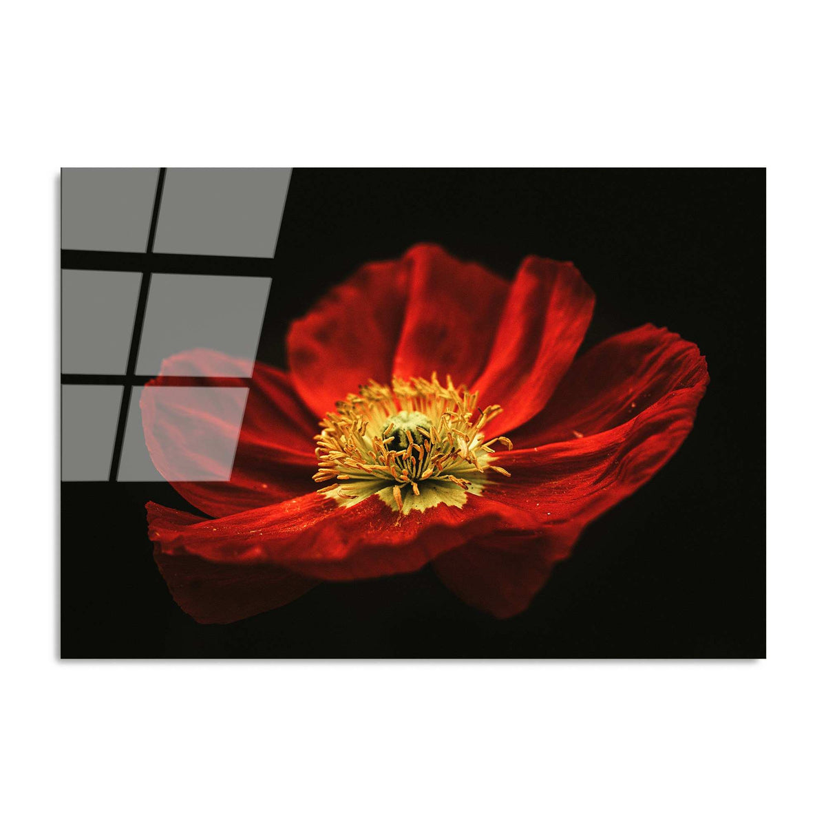 UV Bild - Mehrfarbig in Mehrfarbig präsentiert im Onlineshop von KAQTU Design AG. Bild ist von Wallity