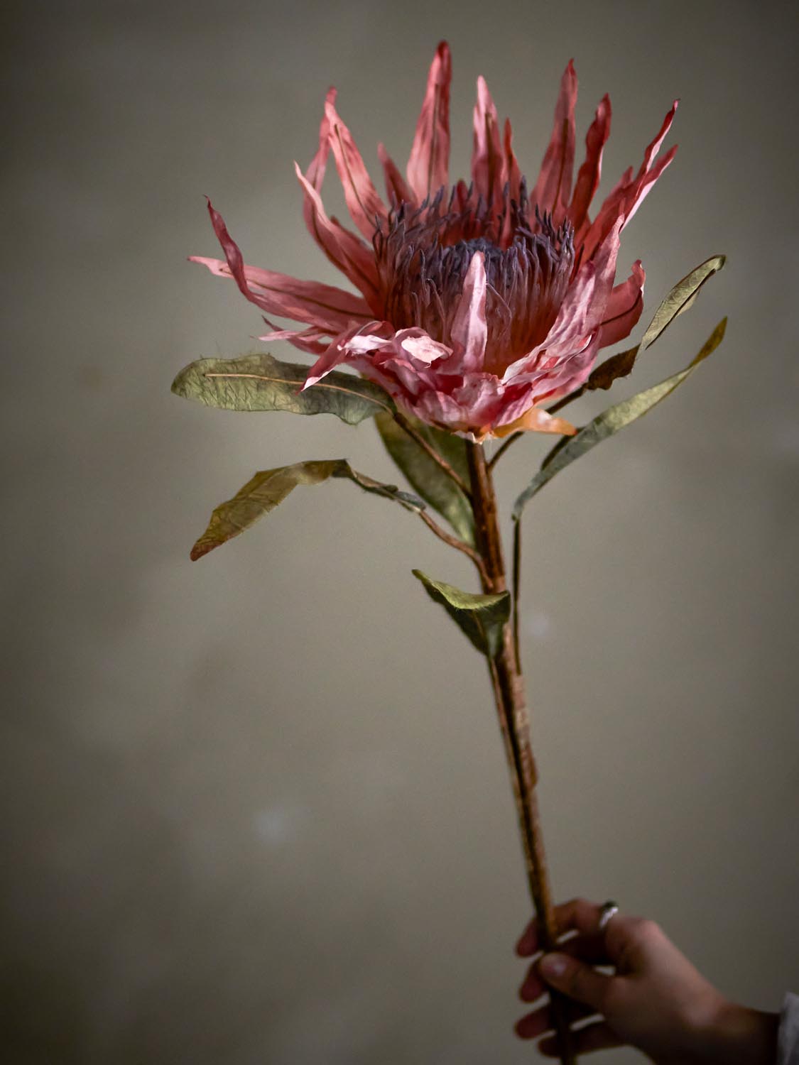 Protea Stiel, Rose, Künstliche Blumen in Rose präsentiert im Onlineshop von KAQTU Design AG. Kunstpflanze ist von Bloomingville