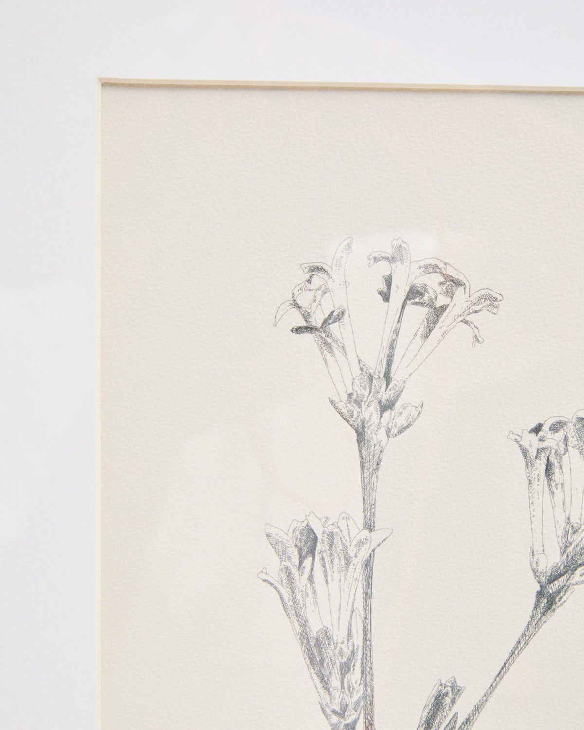 Bild Lirena, botanische Illustration, 50 x 70 cm in Beige, Weiss präsentiert im Onlineshop von KAQTU Design AG. Bild ist von Kave Home