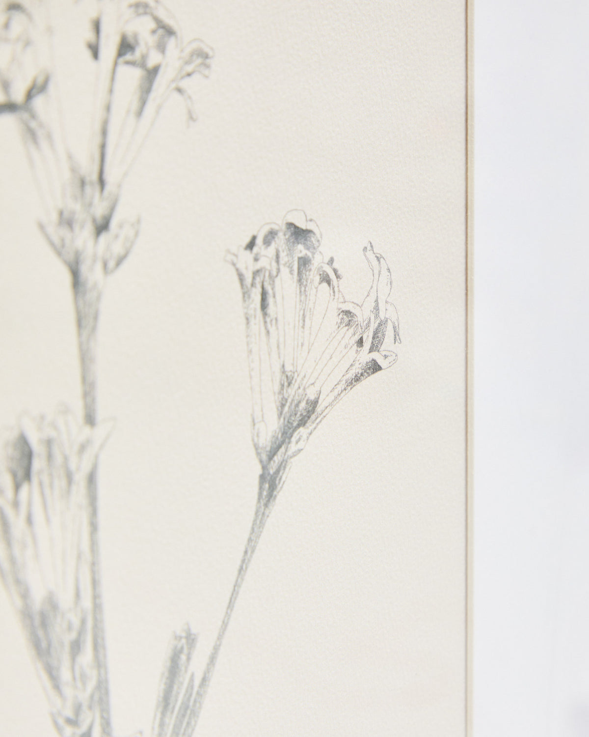 Bild Lirena, botanische Illustration, 50 x 70 cm in Beige, Weiss präsentiert im Onlineshop von KAQTU Design AG. Bild ist von Kave Home