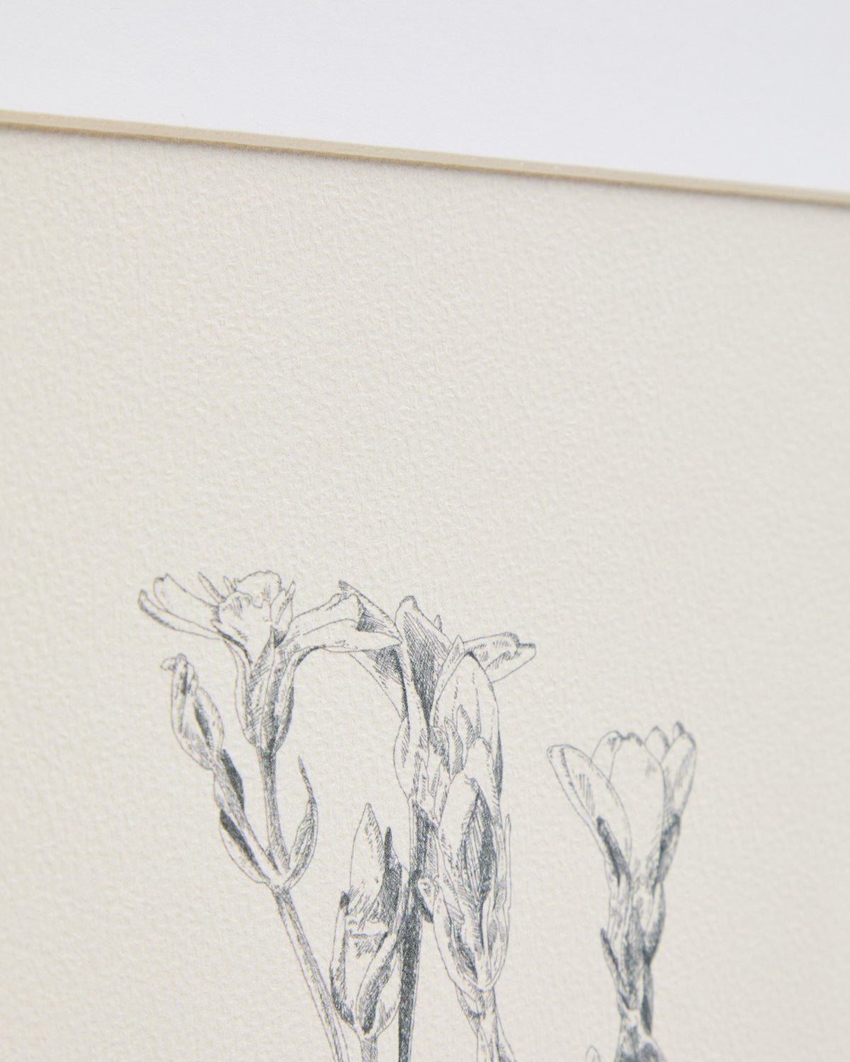 Bild Lirena, botanische Illustration, 50 x 70 cm in Beige, Weiss präsentiert im Onlineshop von KAQTU Design AG. Bild ist von Kave Home