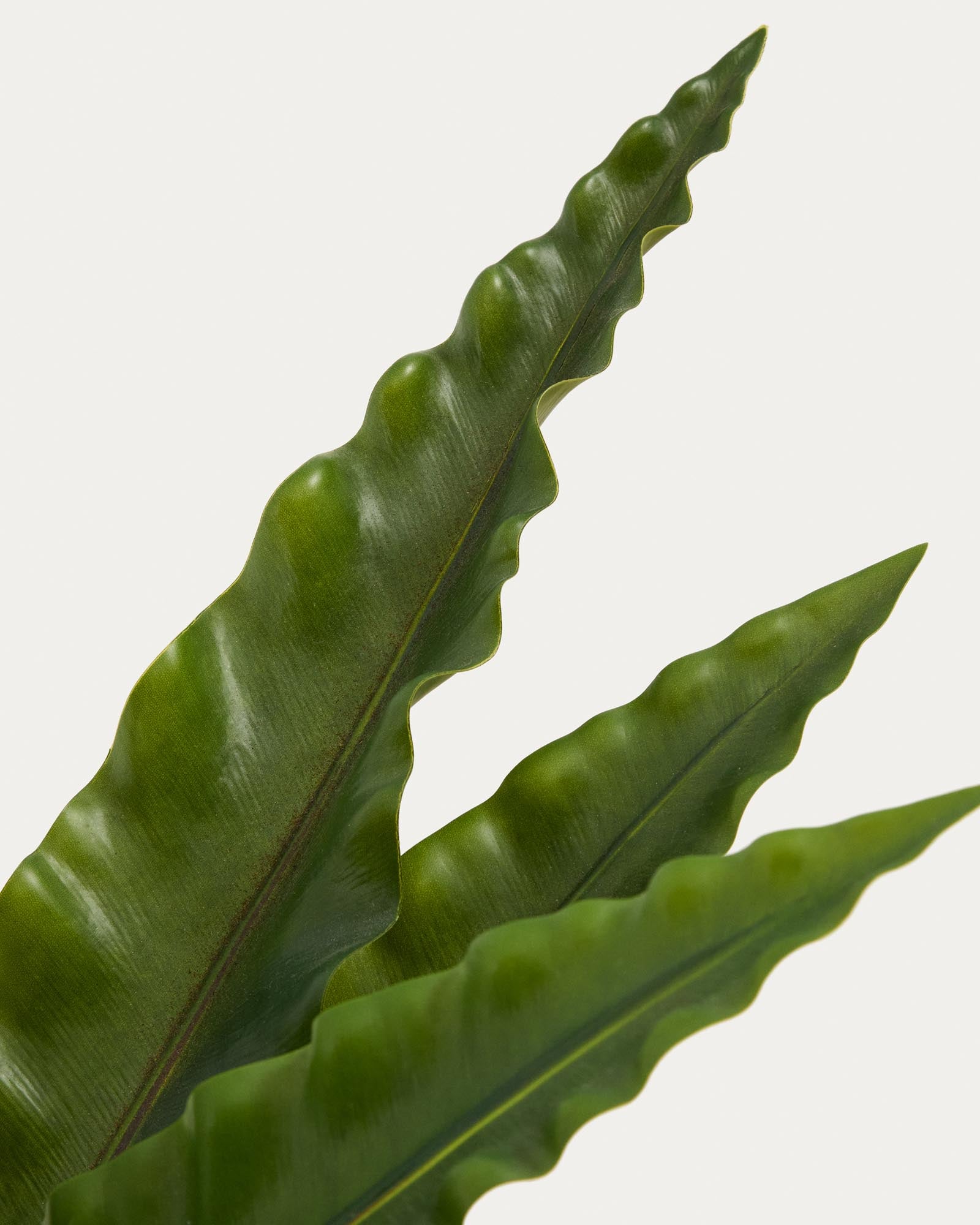 Lebensnaher künstlicher Nestfarn in stilvollem weißen Topf, 70 cm hoch, perfekt für eine grüne Akzentuierung in jedem Raum.