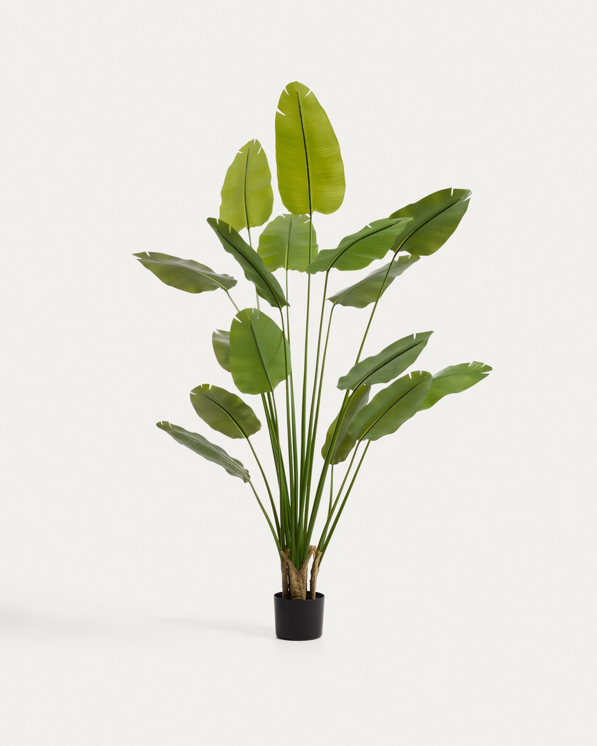 Künstliche Pflanze Bananero mit schwarzem Topf, grüne geschwungene Blätter aus Polyethylen und Polyurethan, Höhe 248 cm.