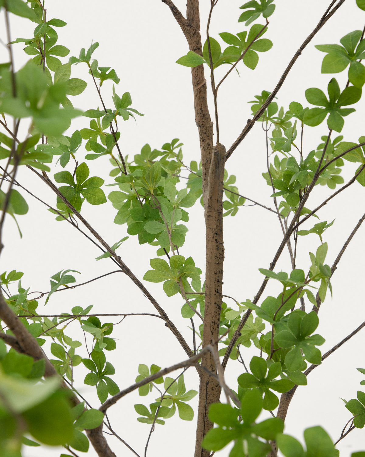 Kunstbaum Enkianthus mit schwarzem Übertopf 214 cm in Grün präsentiert im Onlineshop von KAQTU Design AG. Kunstpflanze ist von Kave Home