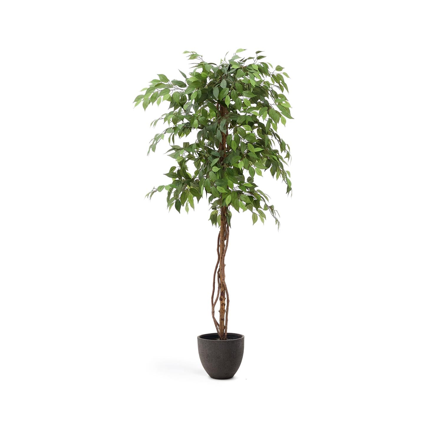 Kunstbaum Ficus 180 cm von Kave Home: Eleganter, pflegeleichter Blickfang mit schwarzem Topf, ideal für jeden Raum.