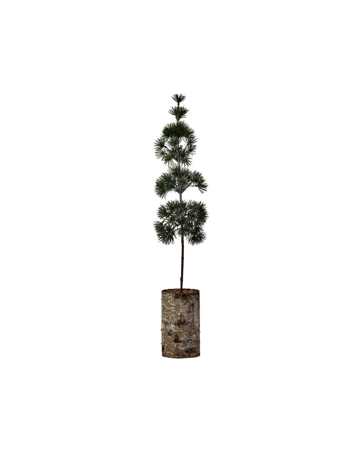 Weihnachtsbaum, HDPine, Grün in Green präsentiert im Onlineshop von KAQTU Design AG. Weihnachtszubehör ist von House Doctor