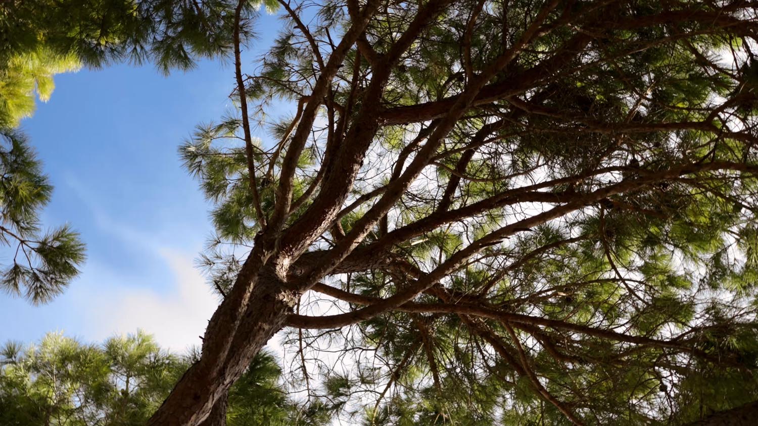 Stilvolle Dandara Sonnenliege: Stahl, Akazie, schwarzes Geflecht.