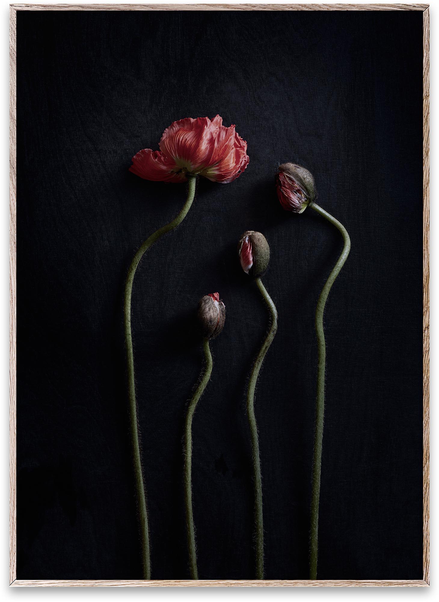 Still Life 02: Moderner Kunstdruck von Paper Collective, der mit beruhigenden Farben und minimalistischer Ästhetik jeden Raum aufwertet.