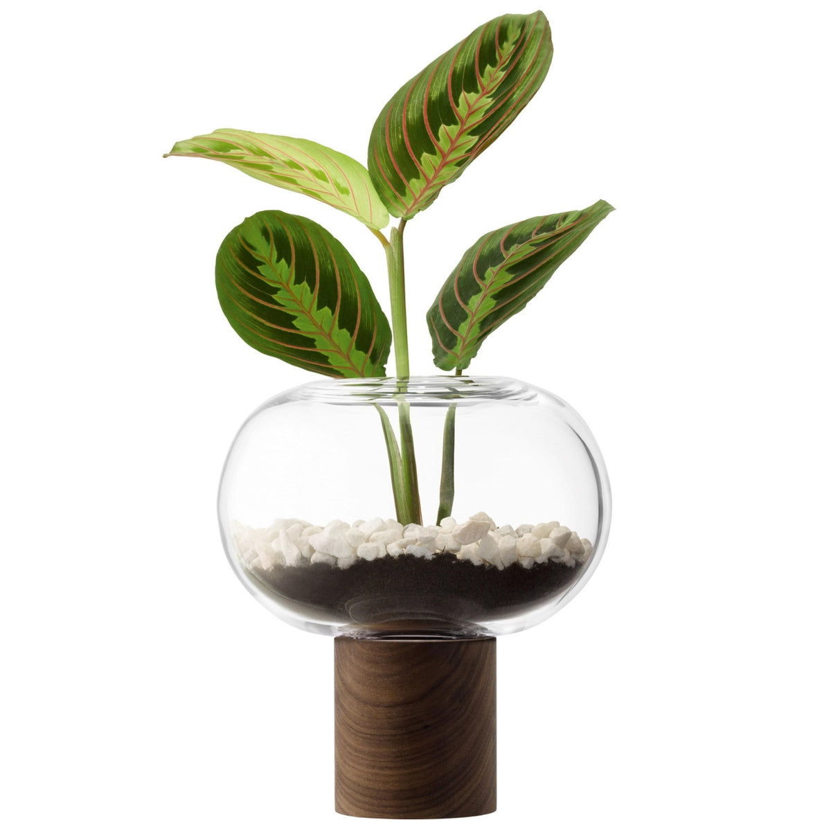 Oblate Vase Ø19.5cm, H21.5cm - klar walnuss in Transparent präsentiert im Onlineshop von KAQTU Design AG. Vase ist von LSA