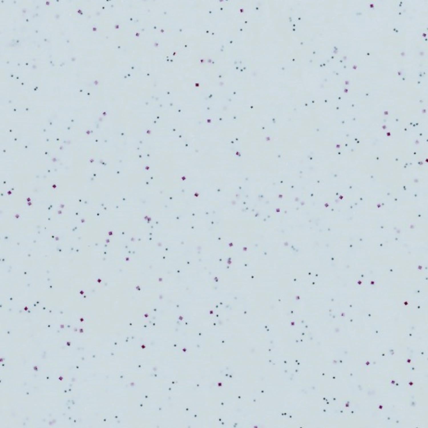 Elegantes graues Tablett Octagon Polyclassic von Roltex, 42,5x32cm, robust und stilvoll für vielseitige Anwendungen.