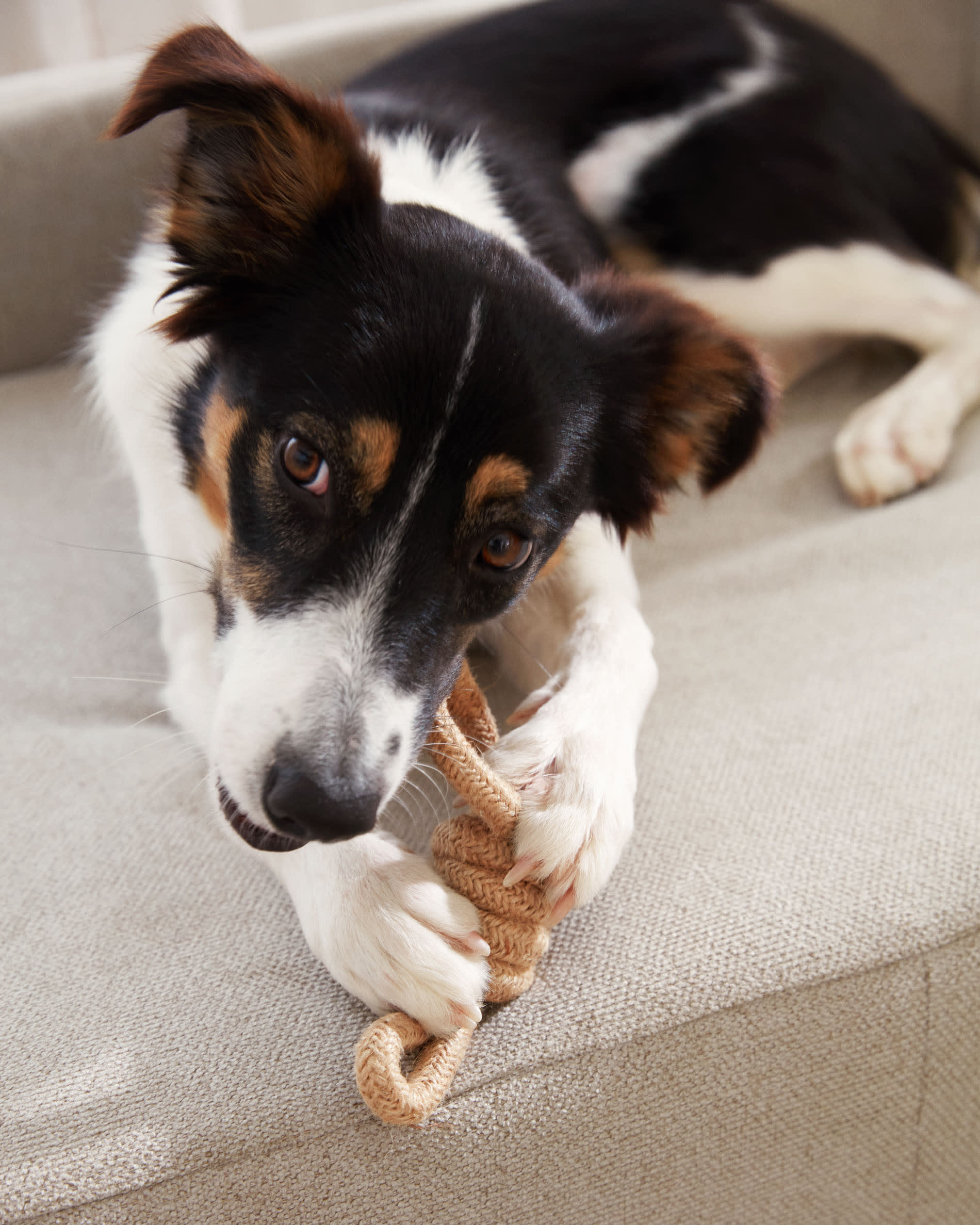 Das Bowie Haustierbett in Beige (73 x 98 cm) vereint elegantes Design mit optimalem Komfort und einfacher Pflege für Ihr Haustier.