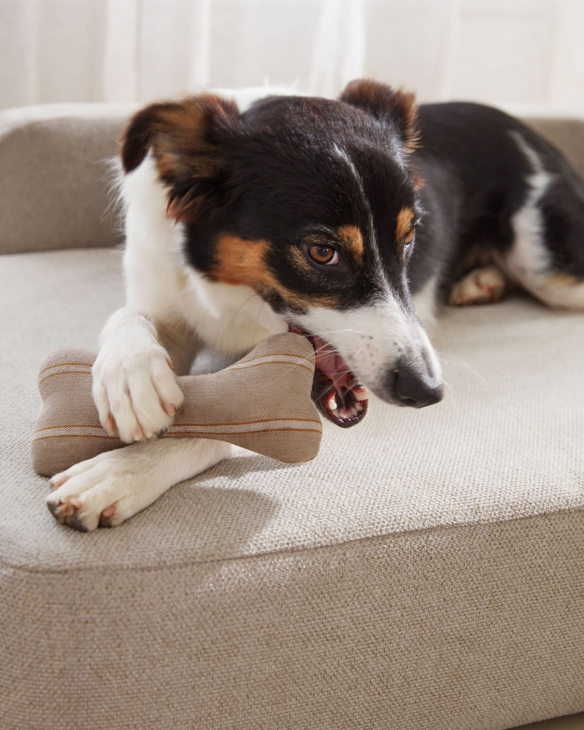 Das Bowie Haustierbett in Beige (73 x 98 cm) vereint elegantes Design und hohen Komfort. Perfekt für große Hunde und pflegeleicht!