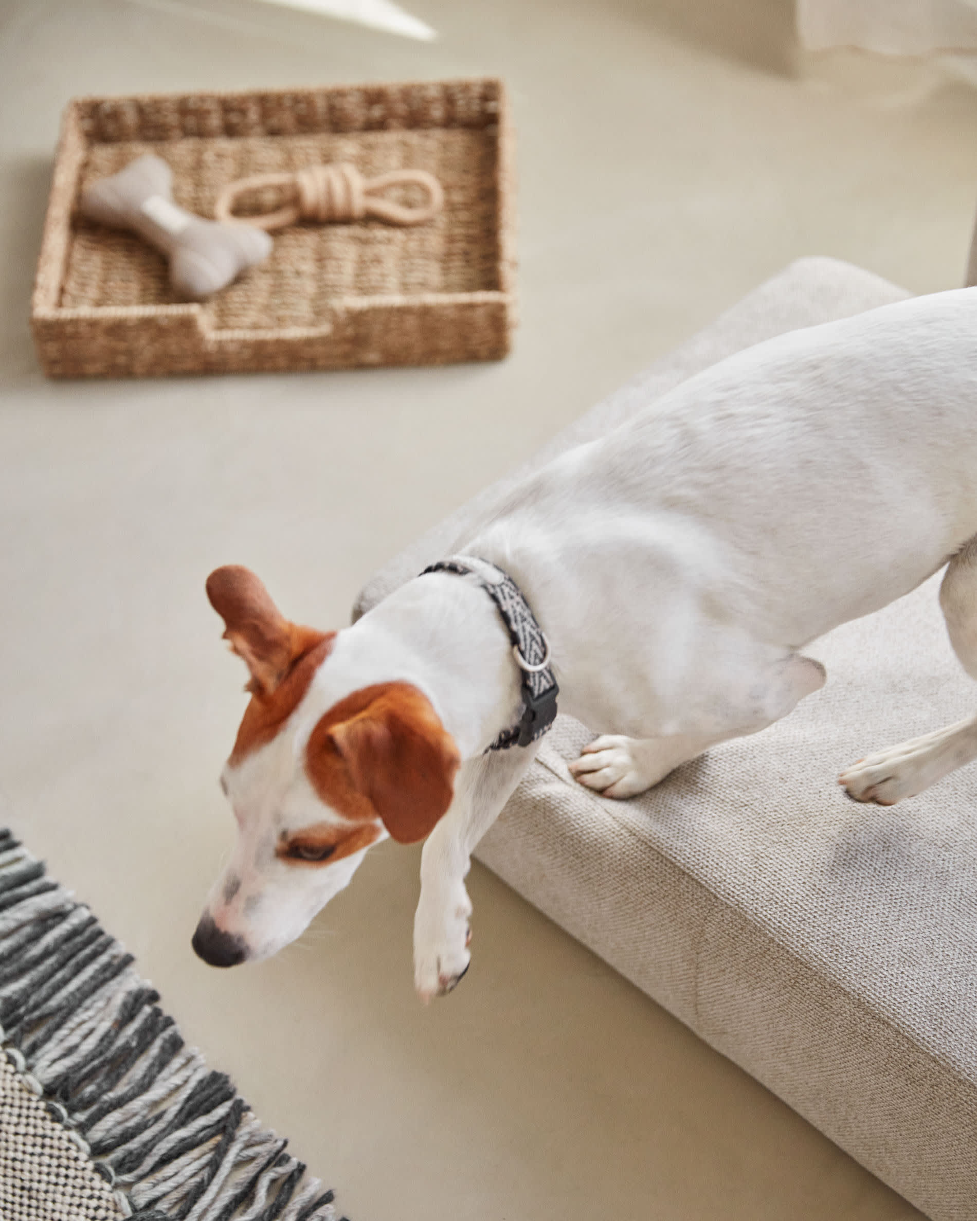 Das Bowie kleine Haustierbett in Beige (63 x 80 cm) vereint elegantes Design mit hohem Komfort für Ihr Haustier. Pflegeleicht und ideal für jedes Zuhause.