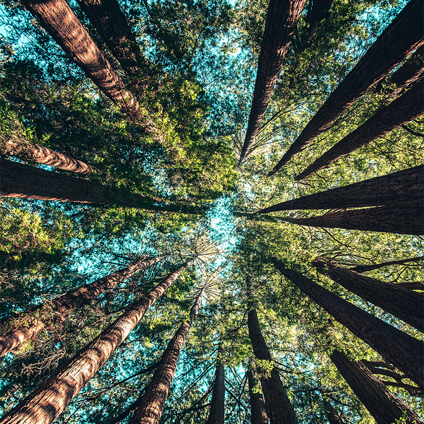 Wald von unten nach oben fotografiert mit Baumkronen im Fokus