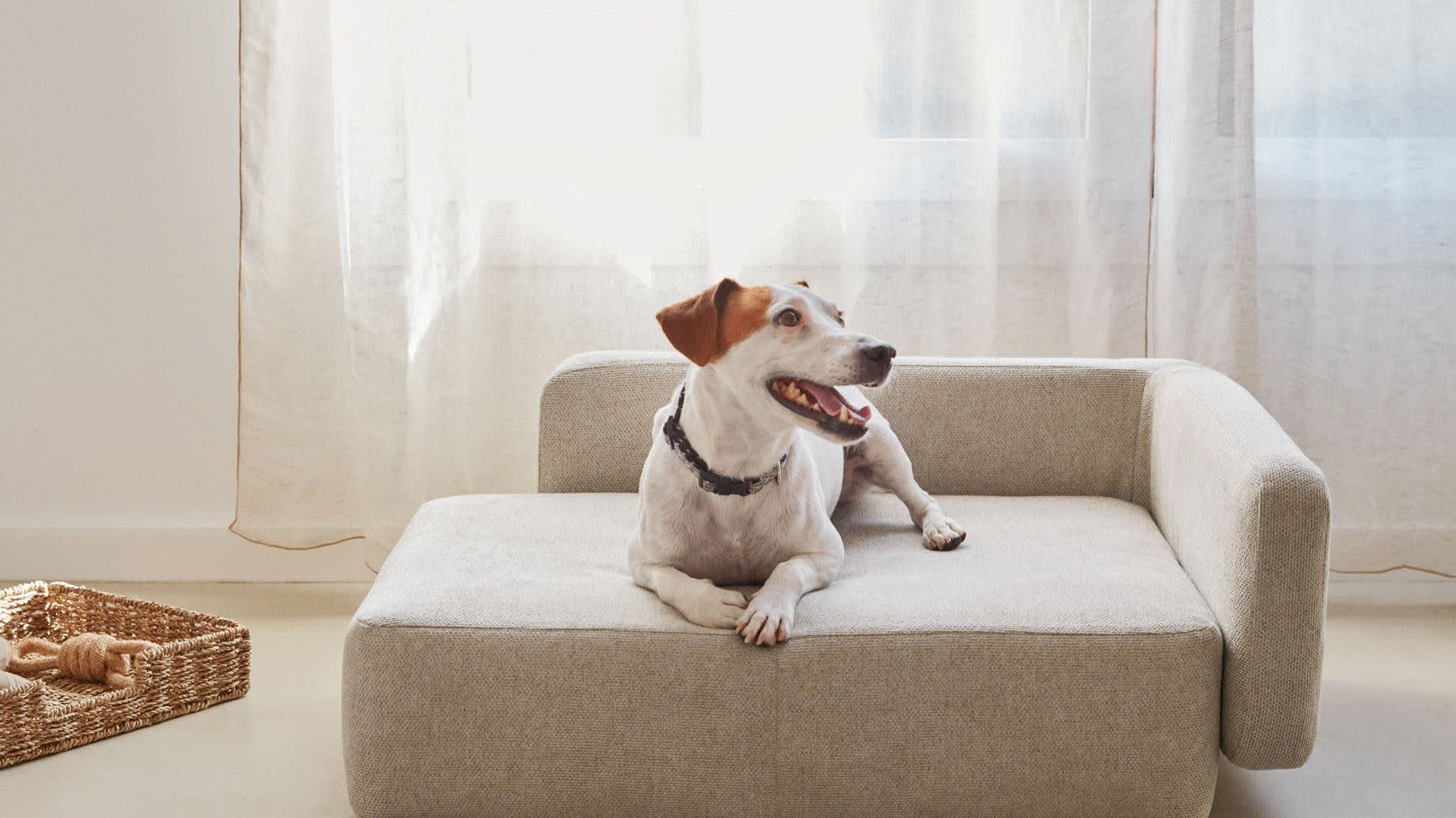 Entdecken Sie unsere Haustier-Kollektion mit bequemen Hundebetten, praktischen Halsbändern und hochwertigem Spielzeug für Hunde und Katzen.