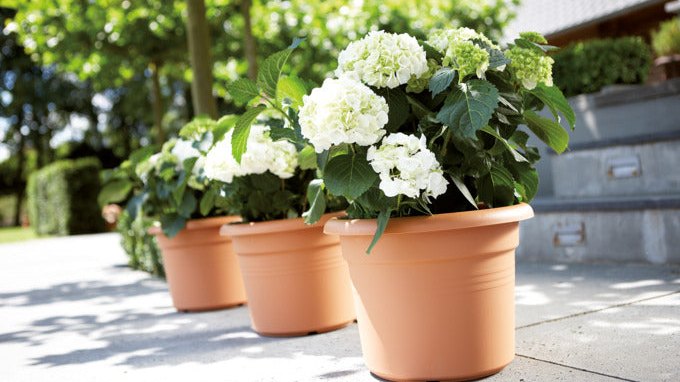 ELHO Basics Pflanzengefässe Cylinder in terra und living black, transparente Orchideentöpfe und Giesskanne