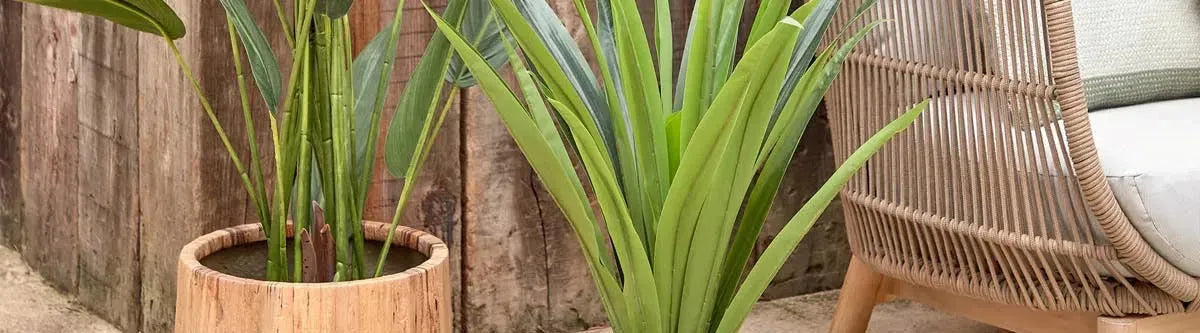 Gießkannen: Stilvolle Kollektionen für Garten & Balkon bei KAQTU