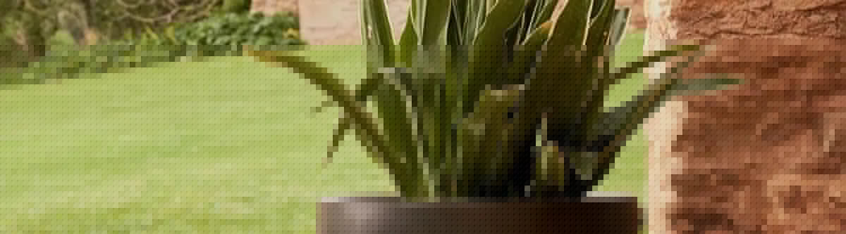 Maag – Pflanzenschutz und Gartenpflege mit Schweizer Qualität