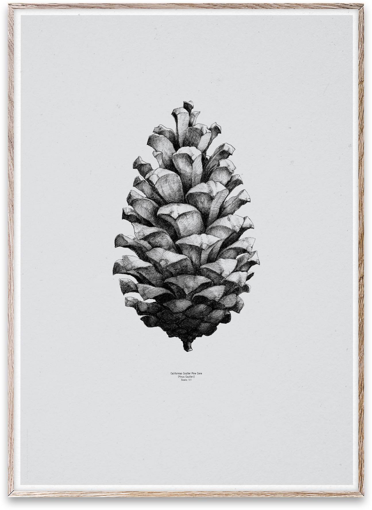 Nature 1:1 Pine Cone - KAQTU Design