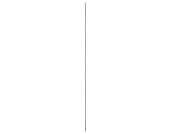 Bambusstab 180 cm 1 Stück natur in  präsentiert im Onlineshop von KAQTU Design AG. Gartenutensilien ist von E + h