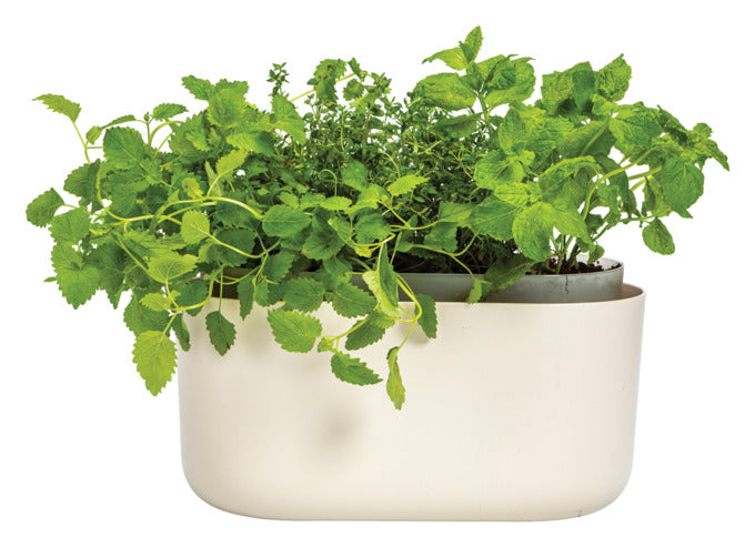 PLASTIA Bewässerungskasten Tolita elfenbein 31cm in  präsentiert im Onlineshop von KAQTU Design AG. Blumentopf ist von PLASTIA