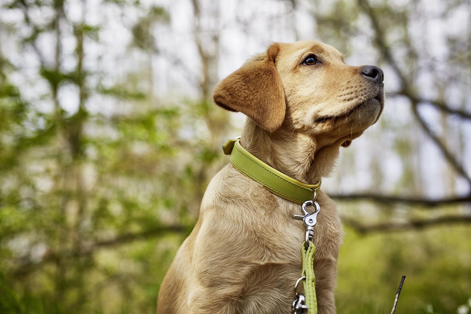 Elegantes Nappa Amici XL Halsband von Laboni für große Hunde.